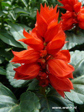 Salvia splendens rood Vuursalie